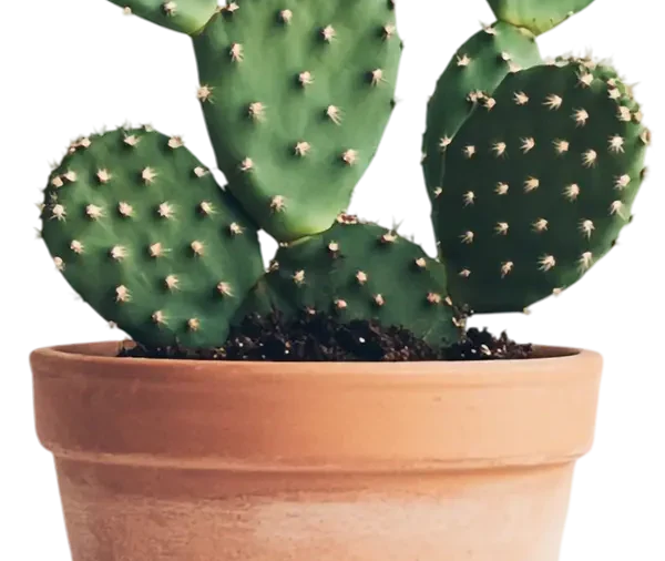 Arizona Cactus