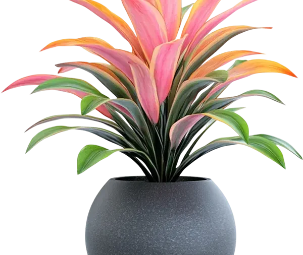 Philodendron 3