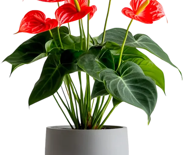 Philodendron 4