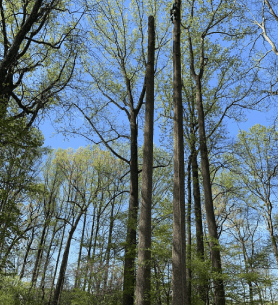 ab-img-2-278x305-1
