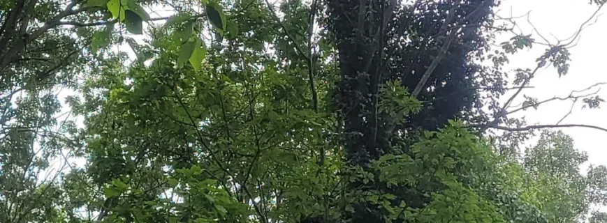 ezgif.com-jpg-to-webp-converter (2)